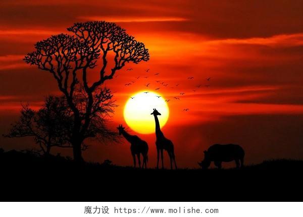 旅游风景夕阳下的长颈鹿背景图片